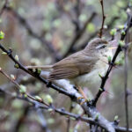 Yellow-streaked Warbler (image by Simon Mitchell)