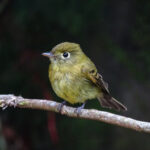 Yellowish Flycatcher (Image by Fito Downs)
