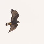 Zone-tailed Hawk (image by Mike Watson)