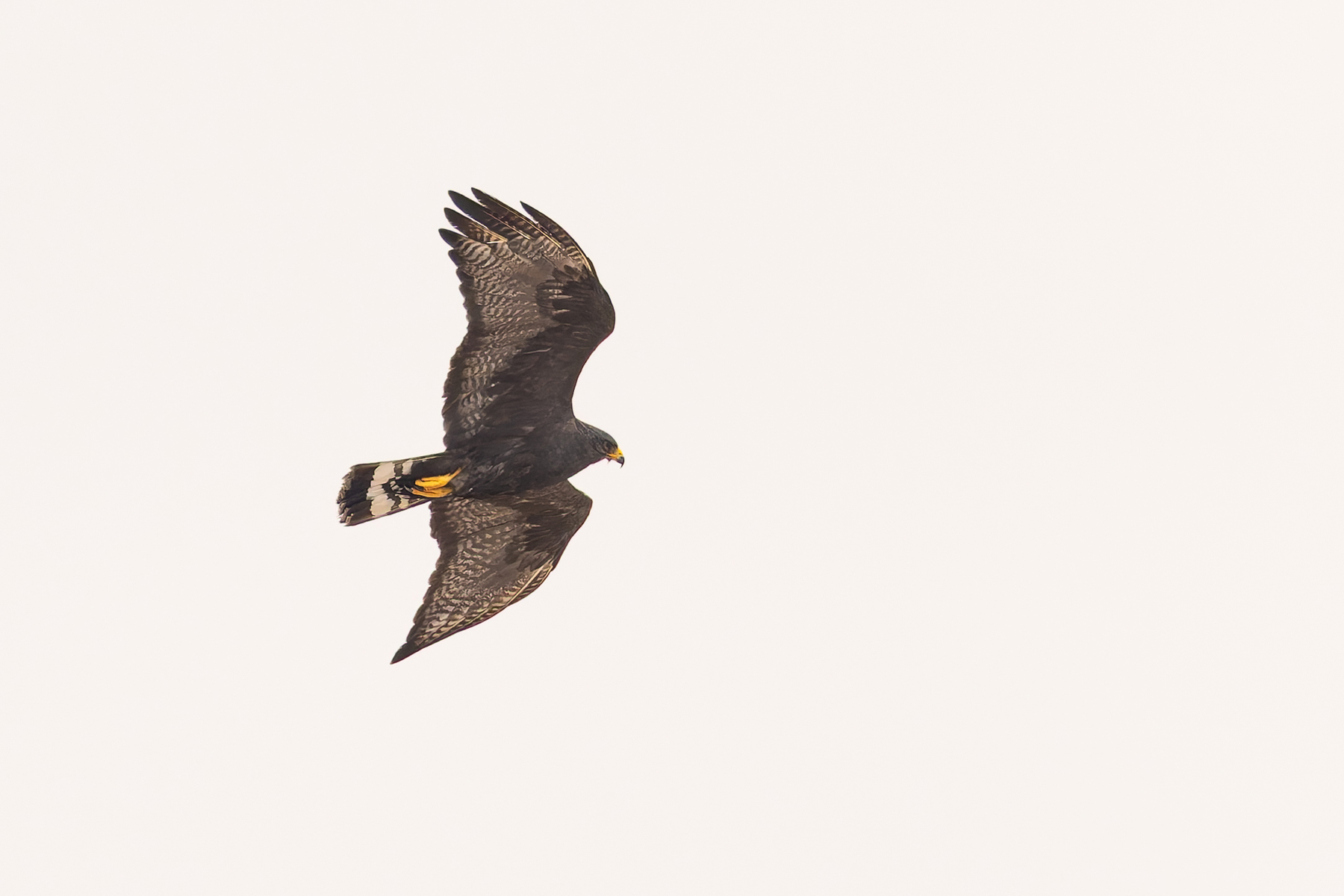 Zone-tailed Hawk (image by Mike Watson)