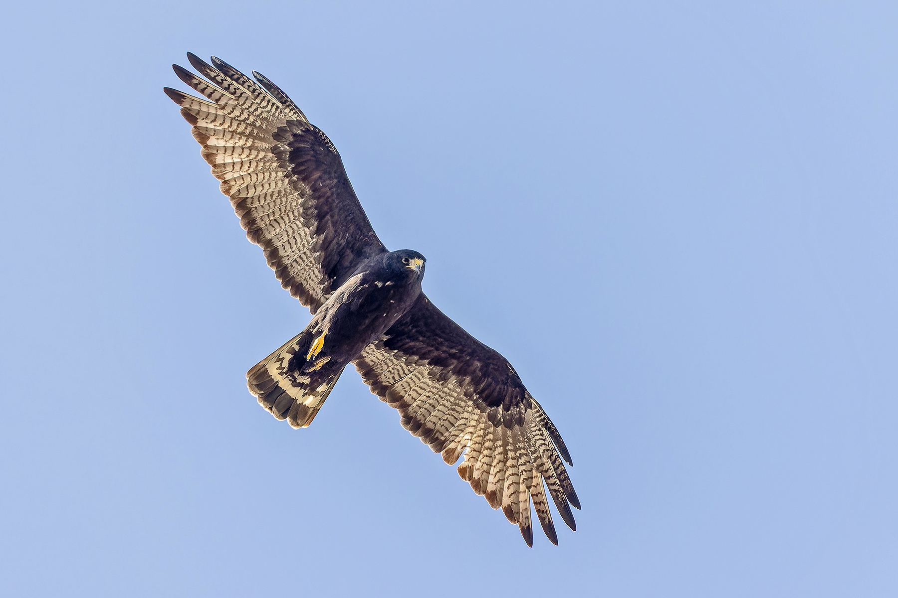 Zone-tailed Hawk (image by Pete Morris)