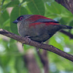 Abyssinian Crimsonwing (image by Nik Borrow)