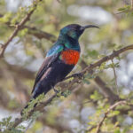 Abyssinian Sunbird (image by Pete Morris)