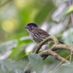 African Broadbill (image by Pete Morris)