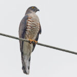 African Cuckoo-Hawk (image by Pete Morris)