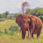 African Elephant (image by Pete Morris)