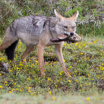 African Golden Wolf (image by Nik Borrow)