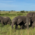 African Savannah Elephant (image by Nik Borrow)
