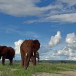 African Savannah Elephant (image by Nik Borrow)