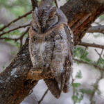 African Scops Owl (image by Nik Borrow)