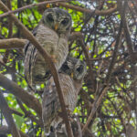 African Wood Owl (image by Pete Morris)