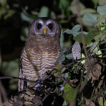 African Wood Owl (image by Nik Borrow)