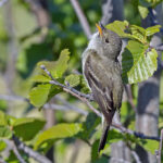 Alder Flycatcher (image by Pete Morris)