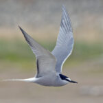 Aleutian Tern (image by Pete Morris)