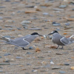 Aleutian Terns (image by Pete Morris)