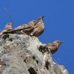 Altai Accentors (image by Hannu Jannes)