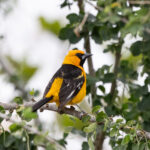 Altamira Oriole (image by Leo Garrigues)
