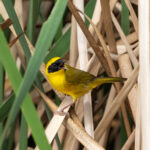 Altamira Yellowthroat (image by Leo Garrigues)