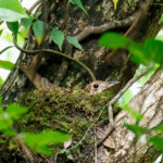 Amami Thrush (image by Mike Buckland)
