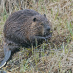 American Beaver (image by Pete Morris)