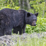 American Black Bear (image by Pete Morris)