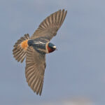 American Cliff Swallow (image by Pete Morris)