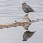 American Dipper (image by Pete Morris)