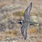 American Golden Plover (image by Pete Morris)
