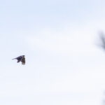 American Goshawk (image by Leo Garrigues)