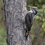 American Three-toed Woodpecker (image by Pete Morris)