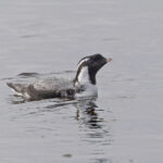 Ancient Murrelet (image by Pete Morris)