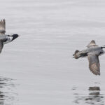 Ancient Murrelets (image by Pete Morris)