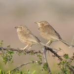 Arabian Babblers (image by Janos Olah)