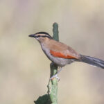 Arabian Black-crowned Tchagra (image by Janos Olah)