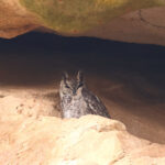 Arabian Eagle Owl (image by Janos Olah)