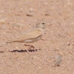 Arabian Lark (image by Janos Olah)