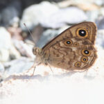 Arabian Wall Brown (image by Janos Olah)
