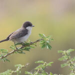 Arabian Warbler (image by Janos Olah)