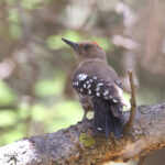 Arabian Woodpecker (image by Janos Olah)