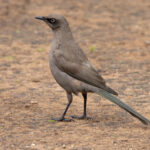 Ashy Starling (image by Nik Borrow)