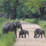 Asian Elephant (image by Hannu Jännes)