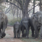 Asian Elephants (image by Hannu Jannes)