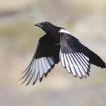 Asir Magpie (image by Janos Olah)