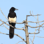 Asir Magpie (image by Janos Olah)