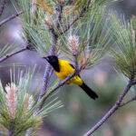 Audubon's Oriole (image by Leo Garrigues)
