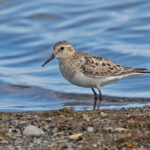 Baird's Sandpiper (image by Pete Morris)