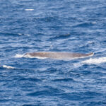Baird's Beaked Whale (image by Mike Buckland)