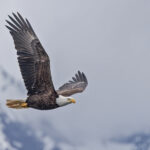 Bald Eagle (image by Pete Morris)