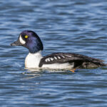 Barrow's Goldeneye (image by Pete Morris)