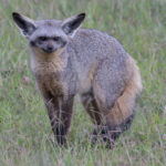 Bat-eared Fox (image by Nik Borrow)